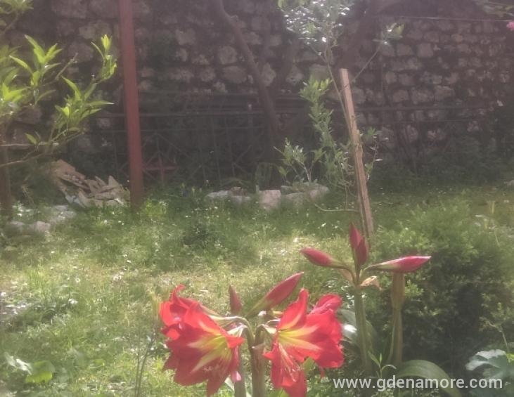68.Bašta cvijet Noćurak i Tulipan